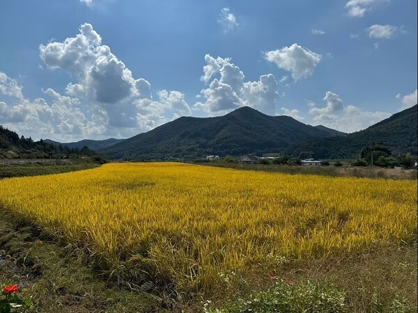 추분, 계절의 변곡점에서 마주하는 ‘만추(晩秋)의 서사’